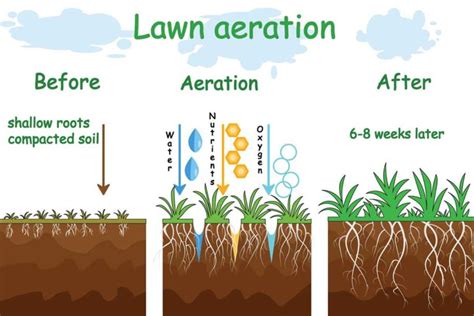 The Benefits of Aerating Your Lawn - Carolina Fresh Farms