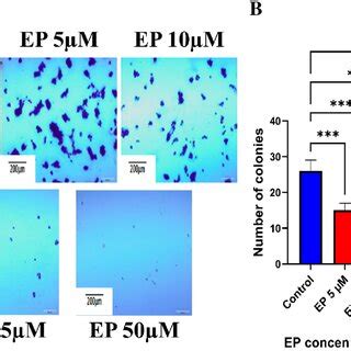 Ep Induced G G Cell Cycle Arrest In Du Cells A Du Cells Were