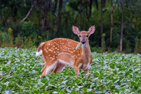 White-Tailed Deer fawns not allowed to be rehabilitated in Tennessee