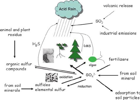 Sulfur Cycle For Dummies