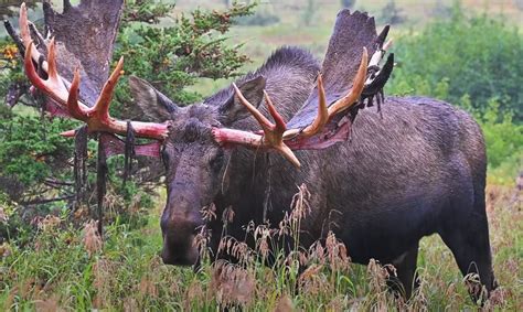 Massive Bull Moose Seen Shedding Velvet Of His Paddle Antlers | Whiskey ...