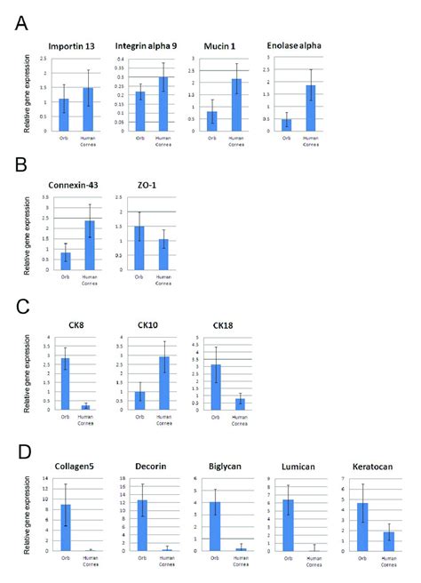 Trends In Relative Gene Expression Of Corneal Genes In Differentiating