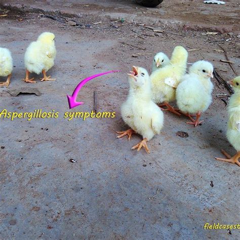 Aspergillosis In Chickens