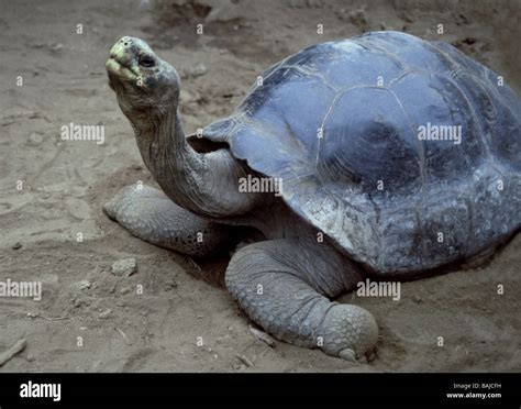 Giant Tortoise Geochelelone Elephantopus Abingdoni Hi Res Stock