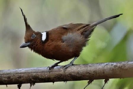 Mengenal Burung Cililin Harga Dan Suara Tembakan Terbaik Pleci ORG