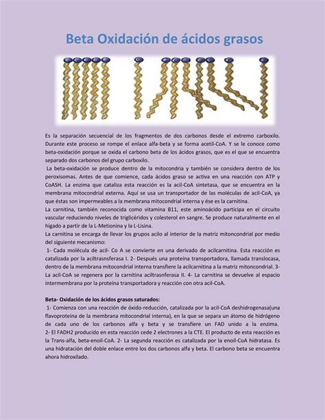 Beta Oxidaci N De Cidos Grasos Pdf