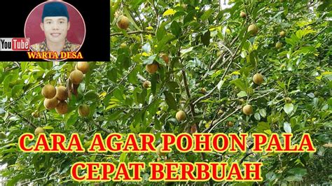 Cara Agar Pohon Pala Cepat Berbuah Youtube