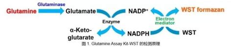 谷氨酰胺谷氨酸定量检测试剂盒 知乎