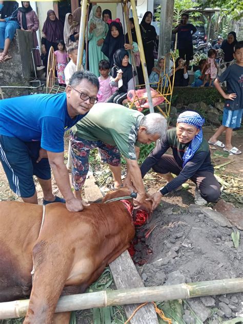 Semarak Raya Idul Adha 1445 H LDII Labuan Kurban Sebanyak 2 Ekor Sapi