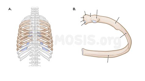 Bones And Joints Of The Thoracic Wall Osmosis