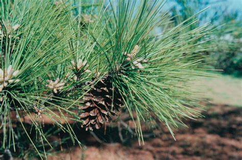 Loblolly Pine Facts Growth Rate Description Uses Pictures