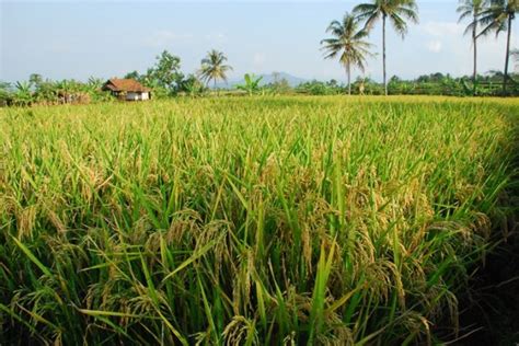 Cetak Sawah Di Lahan Ribu Hektare Mentan Amran Sebut Merauke