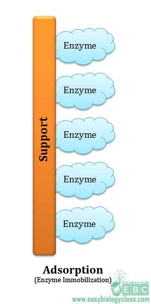 Enzyme Immobilization Method And Application Easybiologyclass