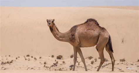 Camel Fun Facts Animalbehaviorcorner