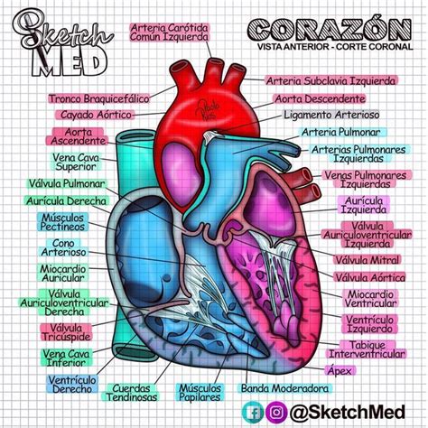 Sketch Med Dra Paola Rios on Instagram CORAZÓN