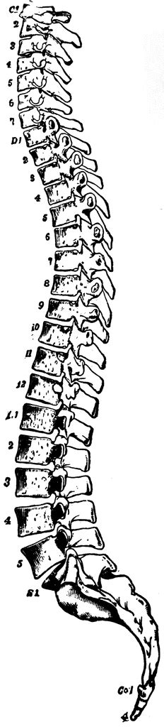 Simple Spine Clipart