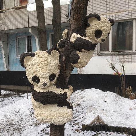 Панды | Пикабу