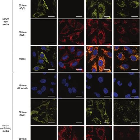 Representative N 10 Confocal Microscopy Images Of Hela Cells