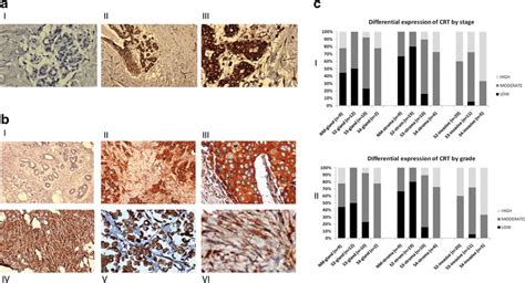 Immunohistochemistry Results And The Comparison Of The Expression Download Scientific Diagram