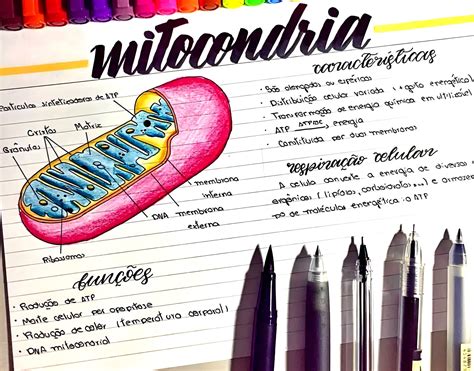 Para Que Serve A Mitocondria - MAPA MENTAL SOBRE MITOCÔNDRIA - Maps4Study