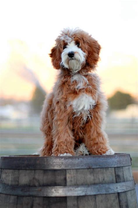 Gypsys Mini Red And White Bernedoodle Puppies From The Past — Bourbon