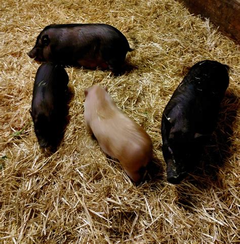 Trier Saarburg Veterinäramt vermittelt 8 Minipigs Schweine relativ klein