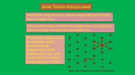 Cara Menanam Sawit Mata Lima Ujian