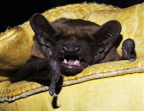 Bats of Essex | Essex Bat Group
