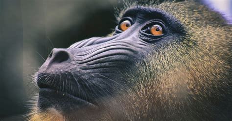 Black and Brown Baboon Close-up Photography · Free Stock Photo