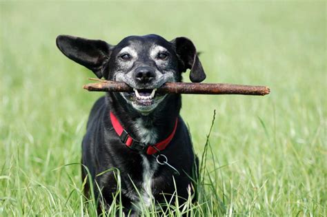 Schlechte Wundheilung Nach Operation Beim Hund