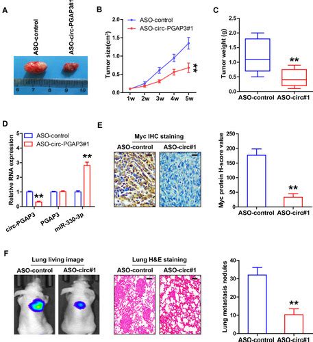 Full Article The Novel Circular Rna Circ Pgap Promotes The