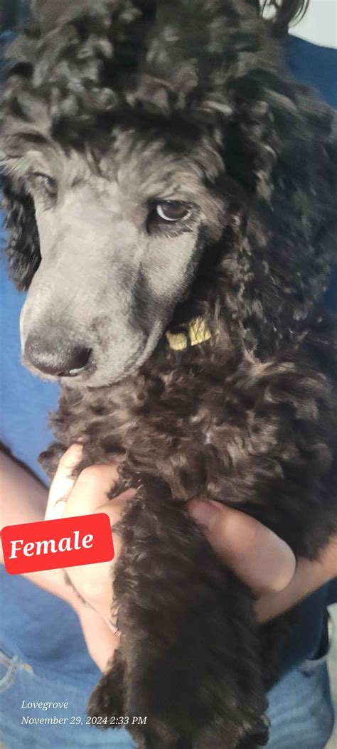 Poodle Puppies For Sale In Michigan