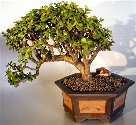 Baby Jade Bonsai TreeCascade Style Portulacaria Afra