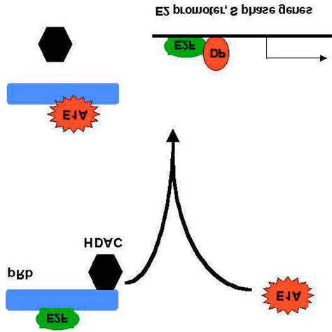 E A Mediated Repression Of P Cbp Dependent Transactivation