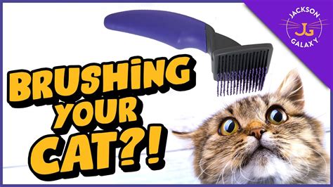 Top TIPS For Brushing Your Cat Even If They Hate It ICat Shop