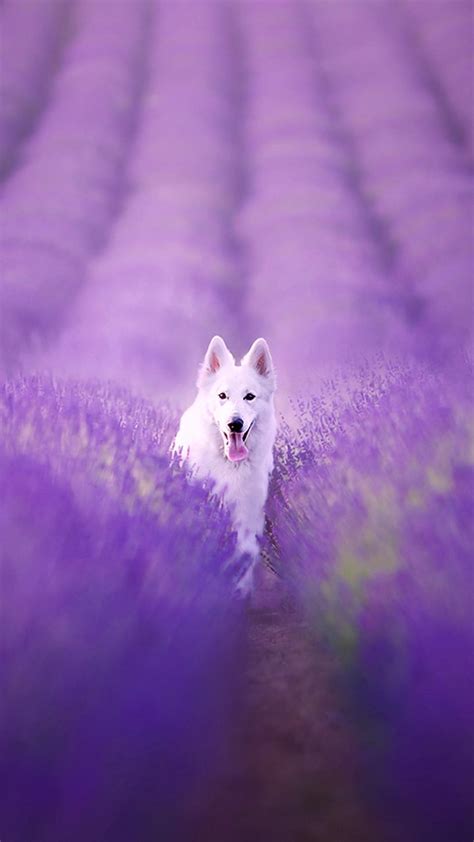 Purple Dog Wallpapers - Wallpaper Cave