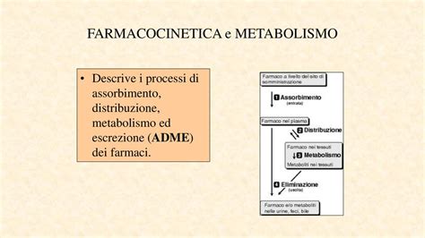 Farmacocinetica E Metabolismo Ppt Scaricare