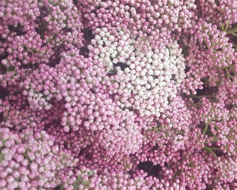 Rice Flower Diosmi Light Pink Dp Flowers
