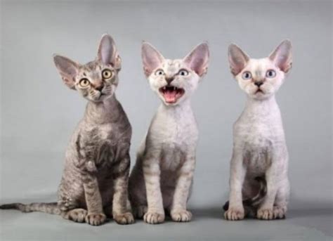 Какие кошки не линяют?