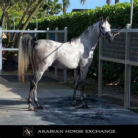 Photo Zander El Marwan Z Marwan Al Shaqab X Zendaya Af Arabian