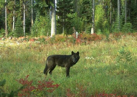 Wildlife in the Klamath-Siskiyou Mountains - Klamath Forest Alliance