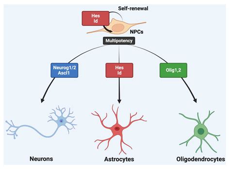 Ijms Free Full Text The Bhlh Transcription Factors In Neural