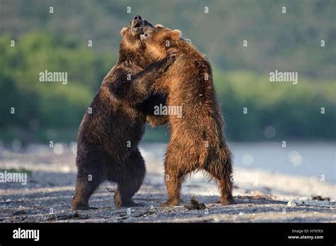 Brown Bear Ursus Arctos Pair Fighting Kamchatka Russia Stock Photo