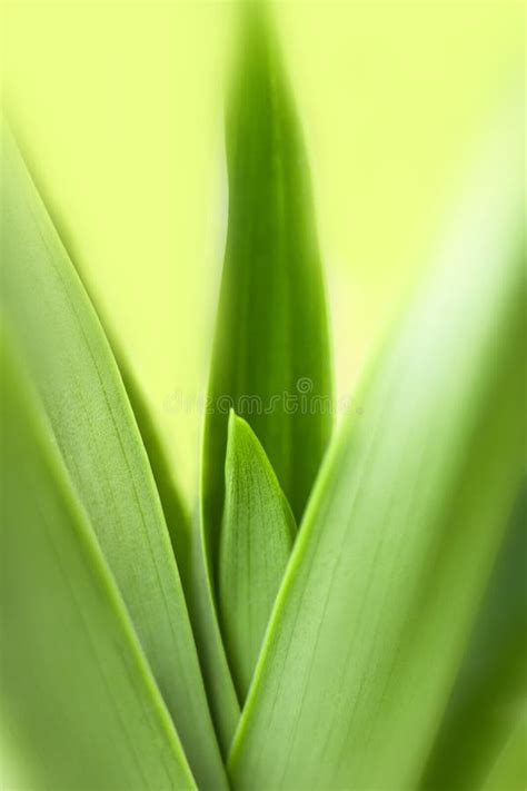 Hojas Borrosas Naturaleza De Hojas Verdes De Verano Planta De Hoja