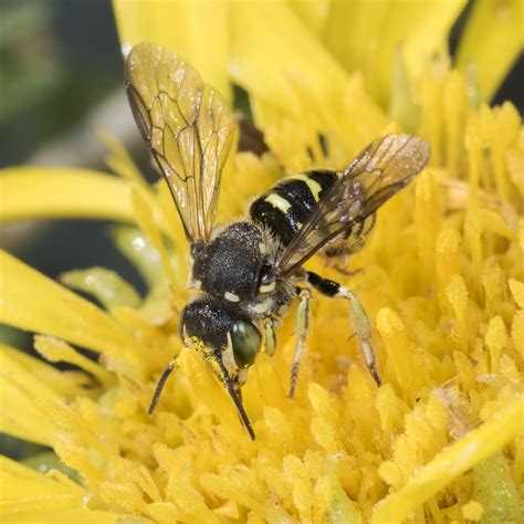 Diversity Of Native Bees Gottlieb Native Garden