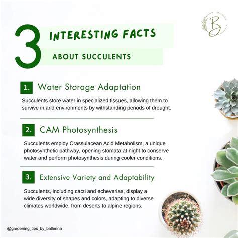 succulents water storage adaptability bhakti ingle posted