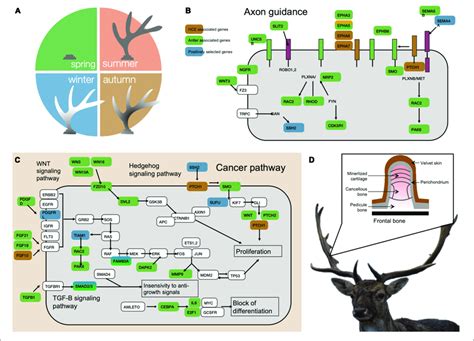 | Antler regeneration, neurogenesis and oncogenesis pathways. (A ...