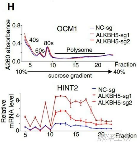 Mol Cancer 黑色素瘤的m6a表观遗传调控中polysome Profiling的技术应用公司新闻丁香通