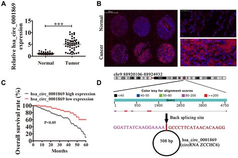 Hsa Circ 0001869 Promotes NSCLC Progression Via Sponging MiR 638 And