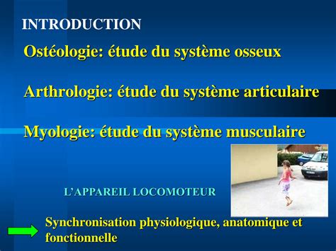 Solution Cours Anatomie Physiologie Appareil Locomoteur Studypool